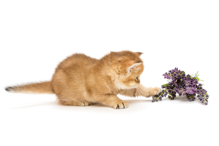Kitty breed of British plays with a bouquet of lavenderの写真素材