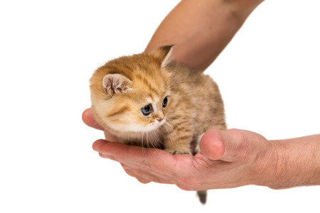 Little orange kitten under the protection of men's hands, isolated on whiteの写真素材
