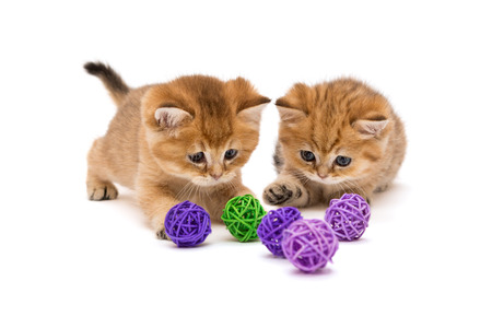 Two little kitten playing with balls isolated on a white backgroundの写真素材