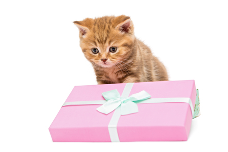Small British kitten and gift box, isolated on whiteの写真素材