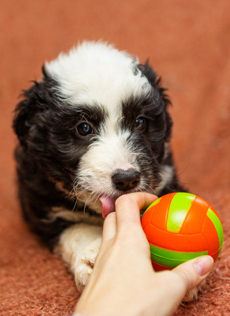 Little puppy dog licking the hand of the man who playsの写真素材