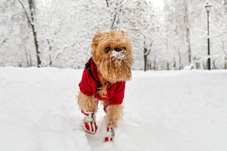 Dog breed Brussels Griffon winter walk in the Parkの写真素材