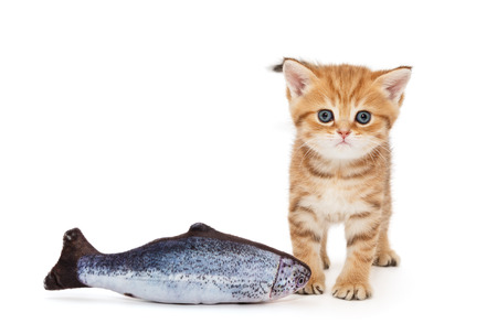 Little kitty and  fish salmon, isolated on whiteの写真素材