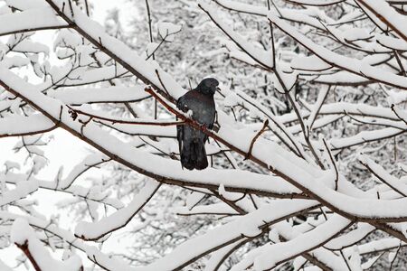 Pigeon is sitting on the snowy tree in the winterの写真素材