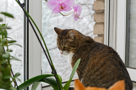 Domestic cat sitting on windowsill and looking out the windowの写真素材