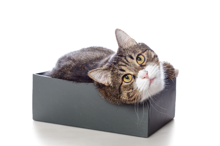 Beautiful gray cat lying in a Shoe box isolated on whiteの写真素材