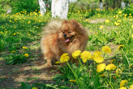 Small dog breed Pomeranian walks in the garden in springの写真素材