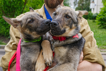 Two big puppies in the hands of a manの写真素材