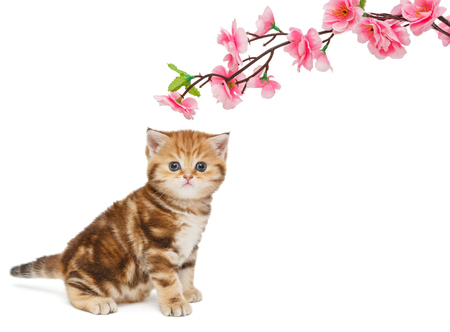 Small British kitten and decorative flower, isolated on white backgroundの写真素材