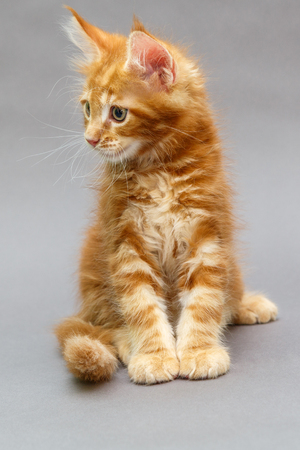 Beautiful red kitten Maine Coon on a gray backgroundの写真素材