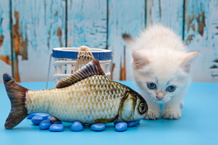 White British kitten and fish toy on blue backgroundの写真素材