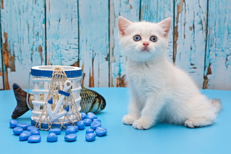 White British kitten and fish toy on blue backgroundの写真素材
