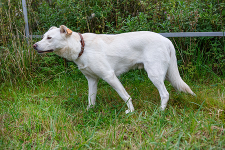 Large white dog with a tag on sterilization