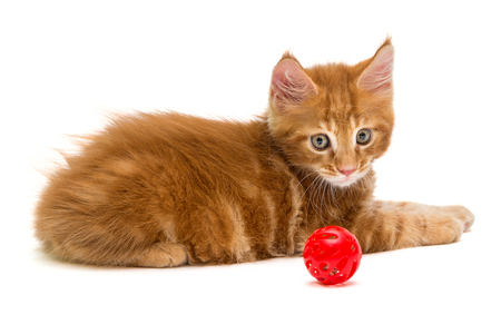 Small Maine Coon kitten, isolated on white backgroundの写真素材