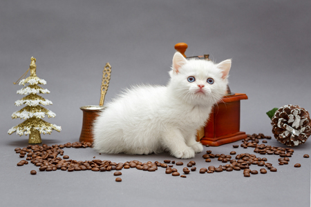 White British kitten and coffee bean mill on grey backgroundの写真素材