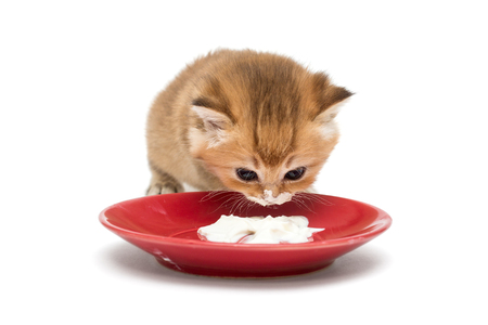 Little kitten eating sour cream from a bowl,  isolated on whiteの写真素材