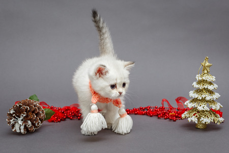 White British kitten in red scarf and Christmas toysの写真素材