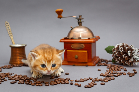 Red British kitten and coffee bean mill on grey backgroundの素材 [FY310120741767]