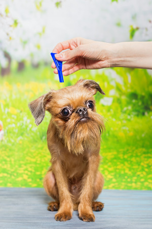 Dog breed Brussels Griffon drip drops of fleas and ticks, on the background of natureの写真素材