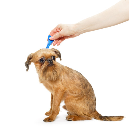 Processing dogs breed Brussels Griffon drops from fleas and ticksの写真素材