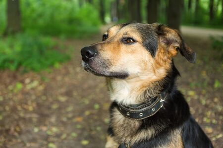 Portrait of a smart stray dog on the background of the forest