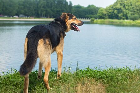 Portrait of a sad stray dog on the background of the lakeの写真素材