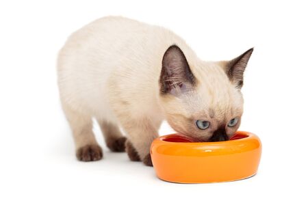 Small Siamese kitten and food bowl, isolated on white backgroundの写真素材