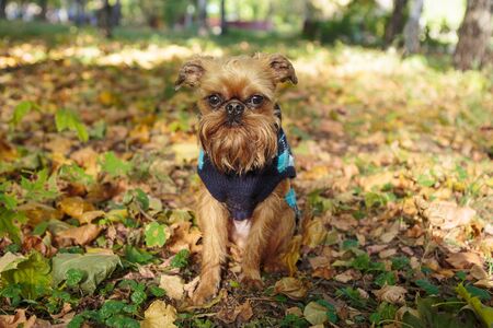 Brussels Griffon dog on a walk in the Park in autumnの写真素材