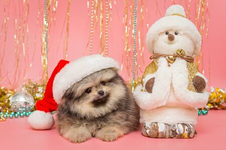 Little Pomeranian puppy in Santa hat and Christmas decorations on pink backgroundの写真素材