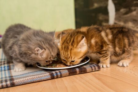 Little British kittens eat together with a saucer
