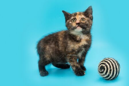 Tricolor small tortoiseshell kitten on a blue backgroundの写真素材