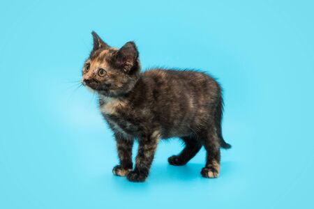 Tricolor small tortoiseshell kitten on a blue backgroundの写真素材