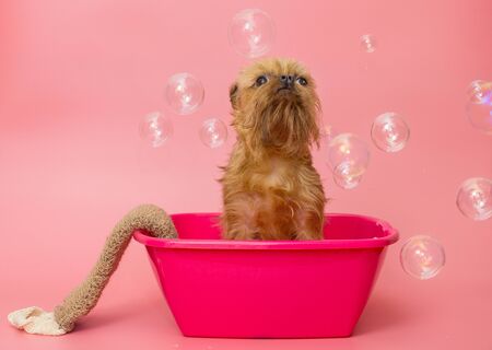 Puppy of the Brussels Griffon is washed in pink the pelvisの写真素材
