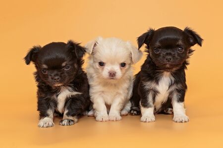 Three small Chihuahua puppies on a yellow backgroundの写真素材