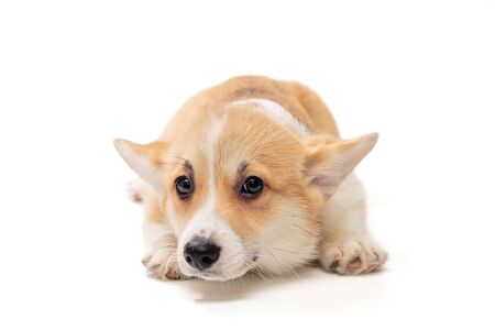 Funny Pembroke Corgi puppy looks lying down, isolated on a white backgroundの写真素材