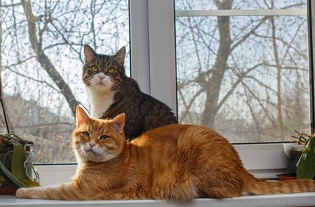 Red and gray cat sit together on the windowsill in spring