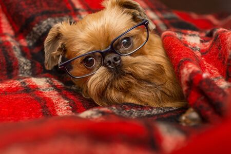 Dog with glasses is lying comfortably in bedの写真素材