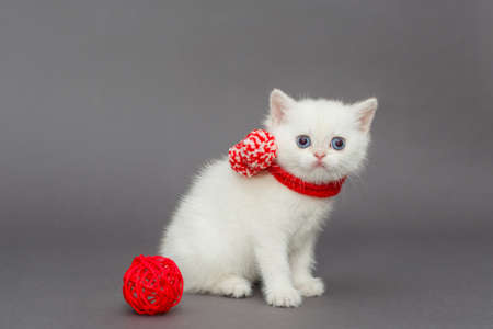 White British kitten in a red scarf on a gray background