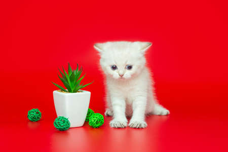 Cactus, ball and white British kitten on a red backgroundの写真素材