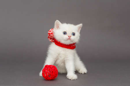 White British kitten in a red scarf on a gray background