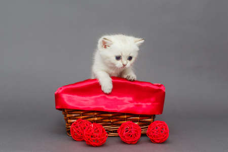 White kitten in a red basket with balls on a gray backgroundの写真素材