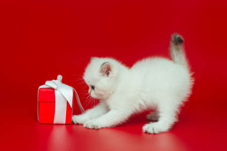 White, curious British kitten and gift box on a red backgroundの写真素材