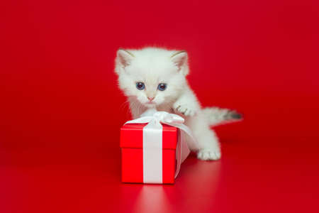 Curious British kitten playing gift box on red backgroundの写真素材
