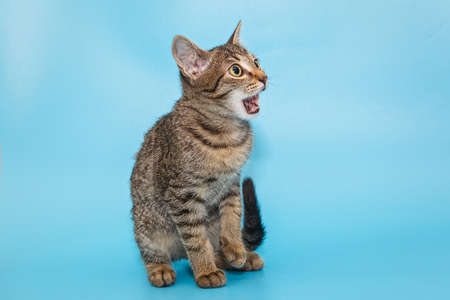 Surprised gray kitten on a blue background