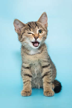 Portrait of a funny gray winking kitten, a mongrel on a blue background