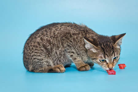 Beautiful gray kitten eating meat on a blue background