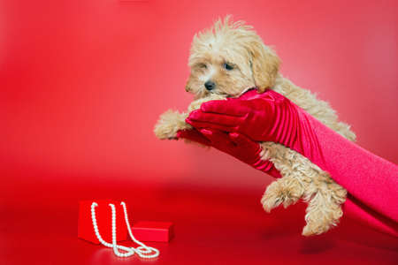 Female hands in red silk gloves hold a Maltese puppy on a red background