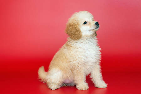 Small puppy of a Poodle on a red backgroundの写真素材
