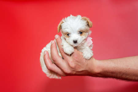 Little puppy of breed maltipoo the hand of a man on a red backgroundの写真素材
