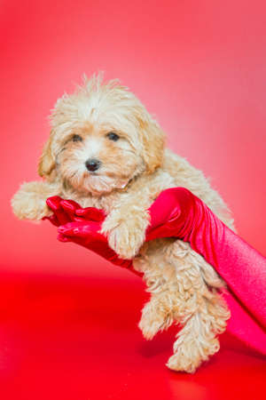 Female hands in red silk gloves hold a Maltese puppy on a red backgroundの写真素材